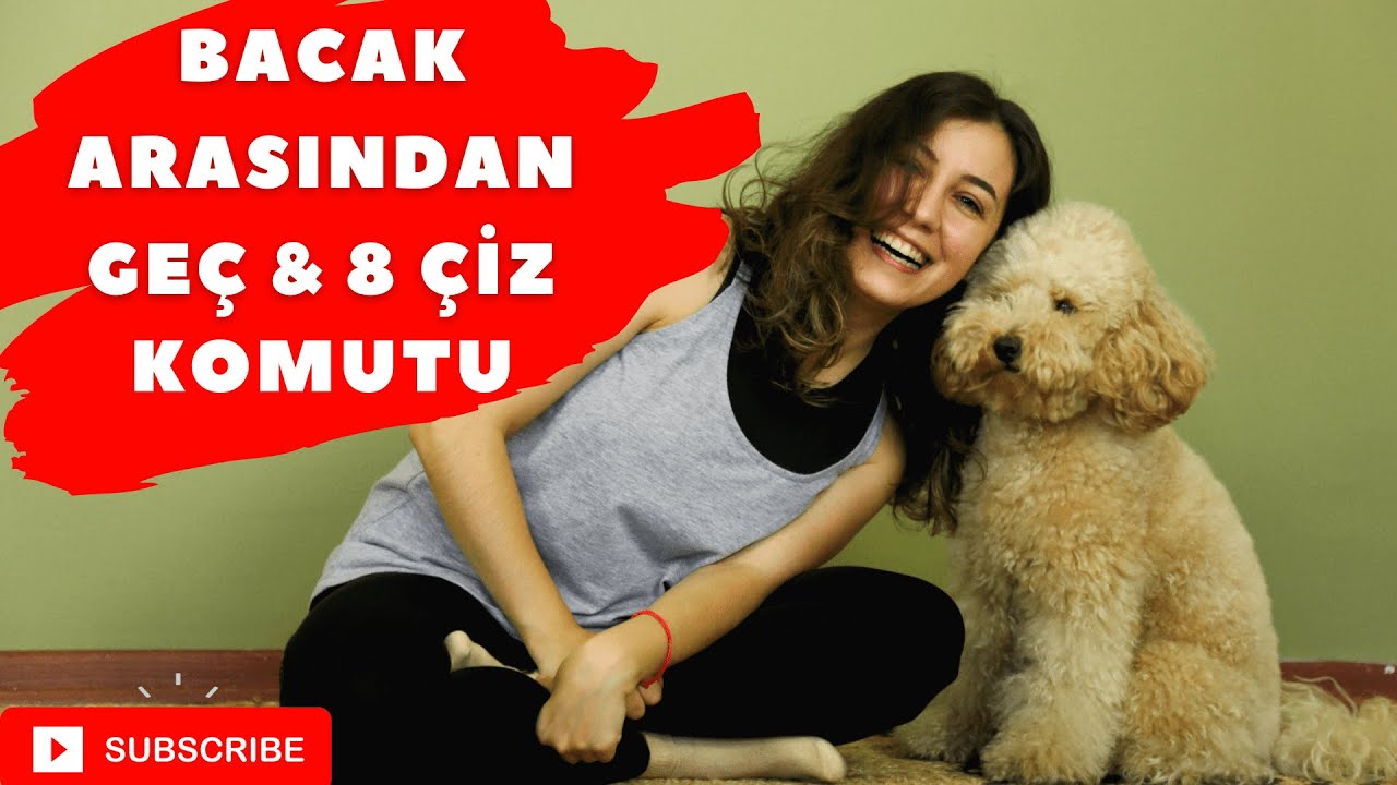 Bacaklarımın Arasından Geç ve 8 Çiz Komutu (Köpek Eğitimi) #poodle