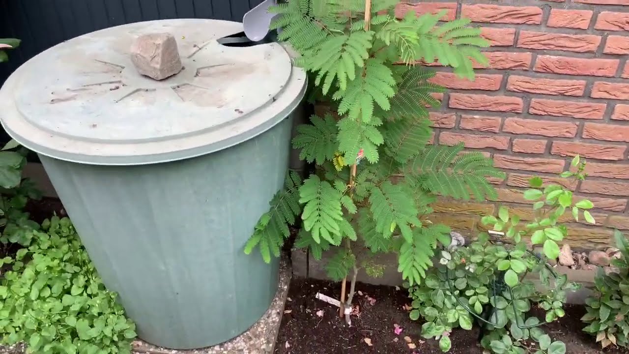 Albizia Julibrissin „Ombrella“ (Schlafbaum/Seidenbaum/Mimosenbaum) im Garten auspflanzen