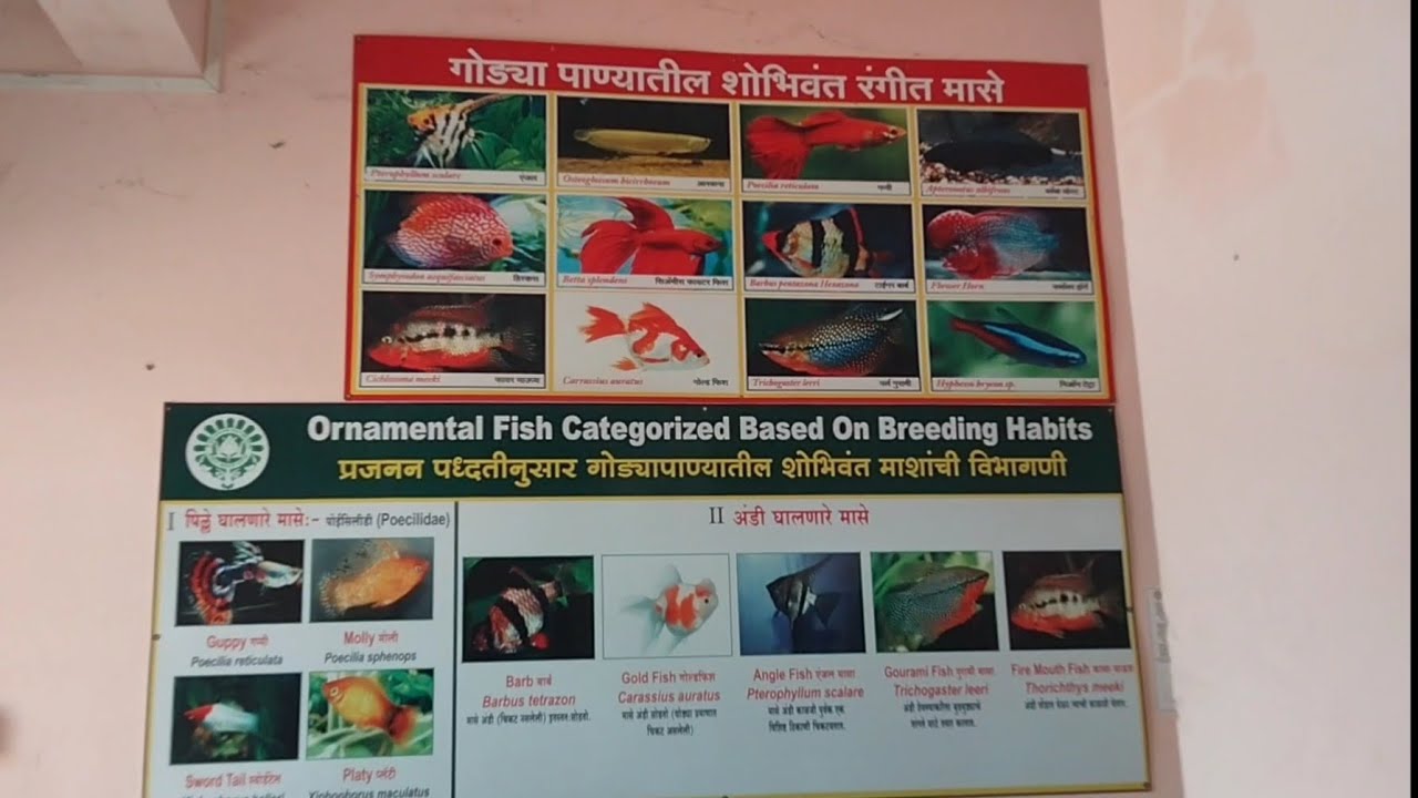 College of Horticulture, Mulde #fishfarming  #kudal #kokan #fish