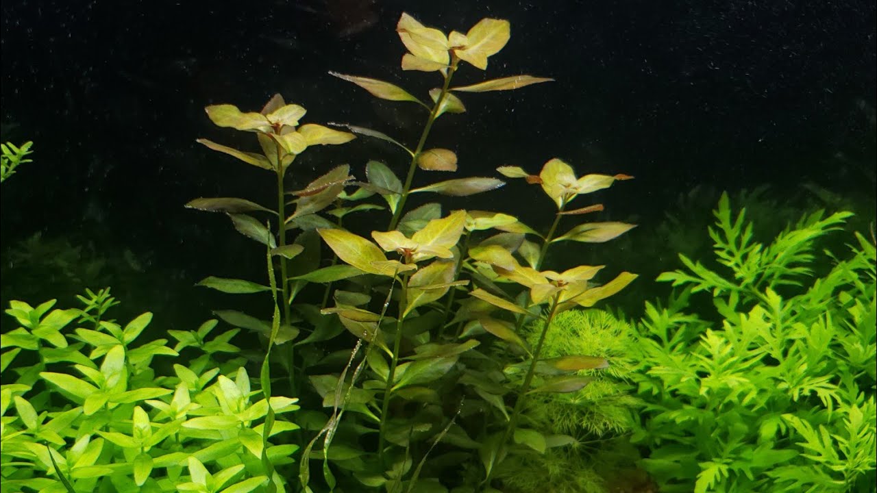 Ficha de Plantas: (Lubwigia Repens Rubin)