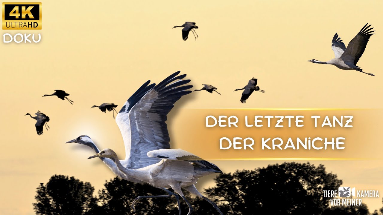 Der letzte Tanz der Kraniche 🔅Zugvögel ziehen nach Süden