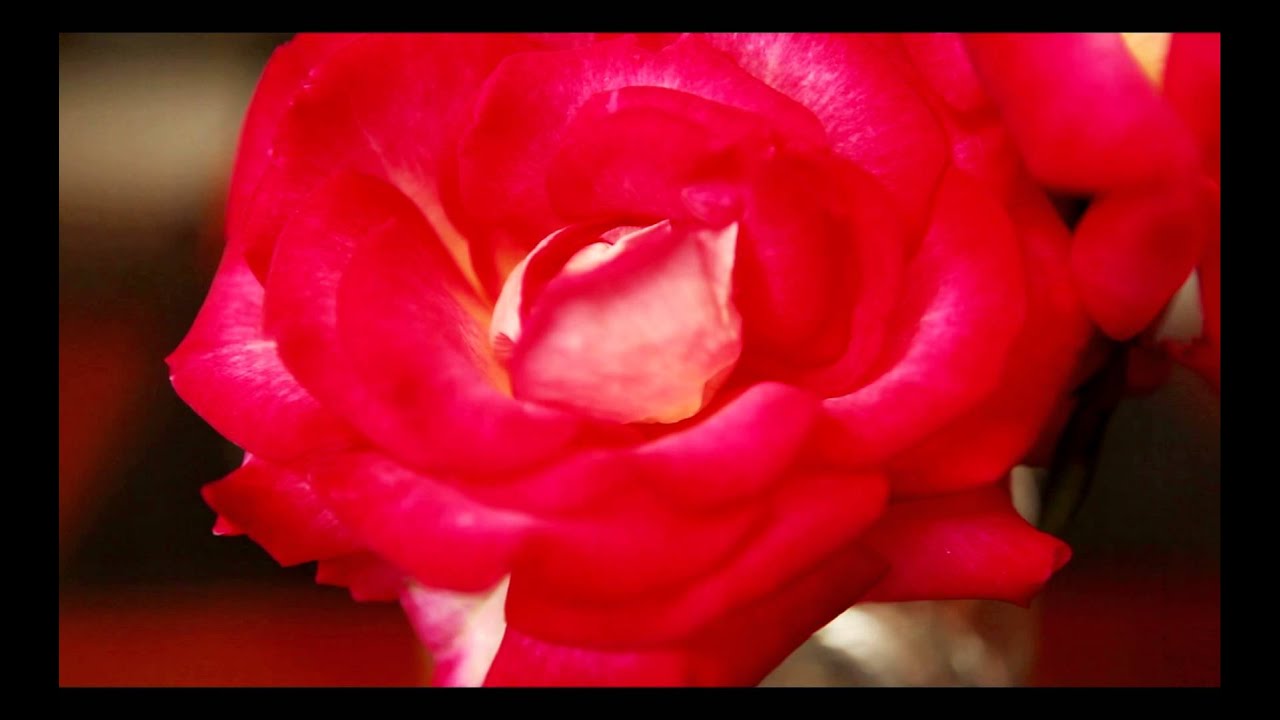 Becky Flowers Final