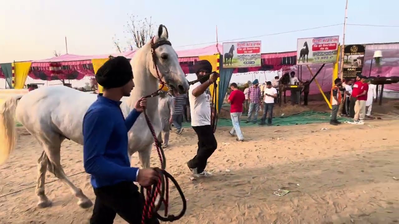 Jagraon Horse fair 2026 || safe loading stallion Gurbaaz sahauli || #safe #safety #horse #jagron 