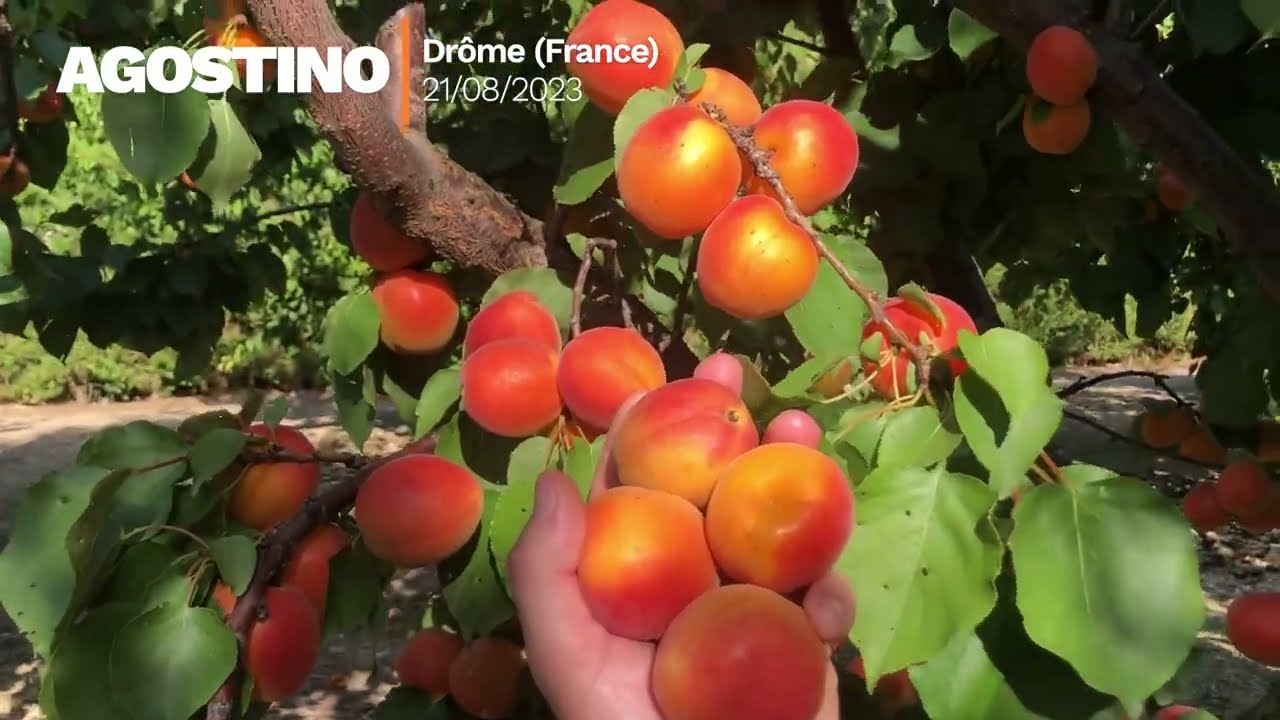 Agostino, Drôme - Août 2023 🇫🇷 | English subtitles