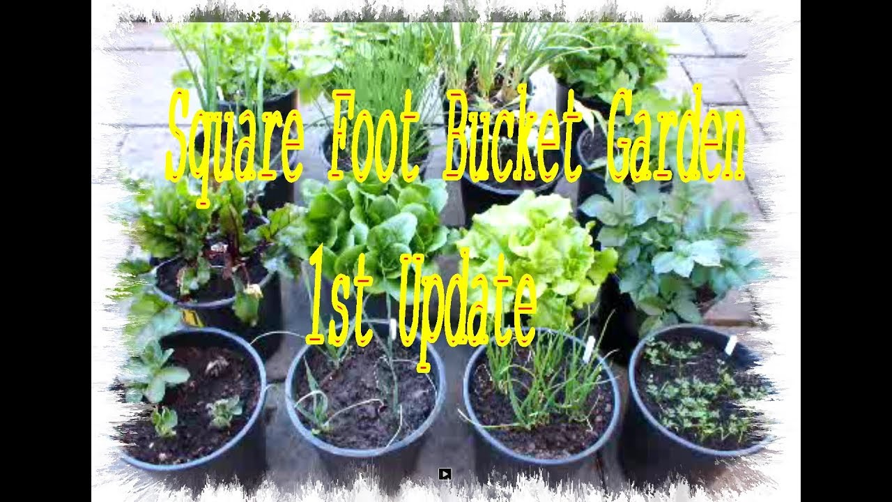 Square Foot Bucket Garden  The Next Generation  1st Update