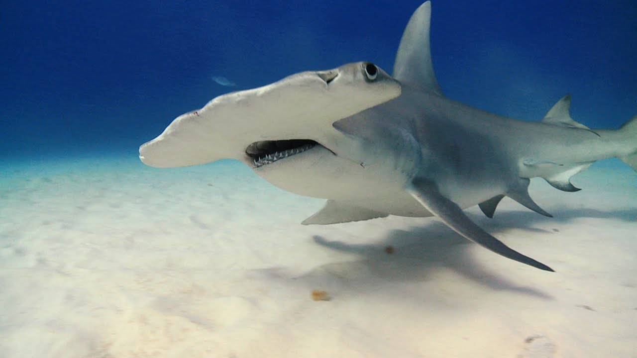 The Secret Weapon of Hammerheads