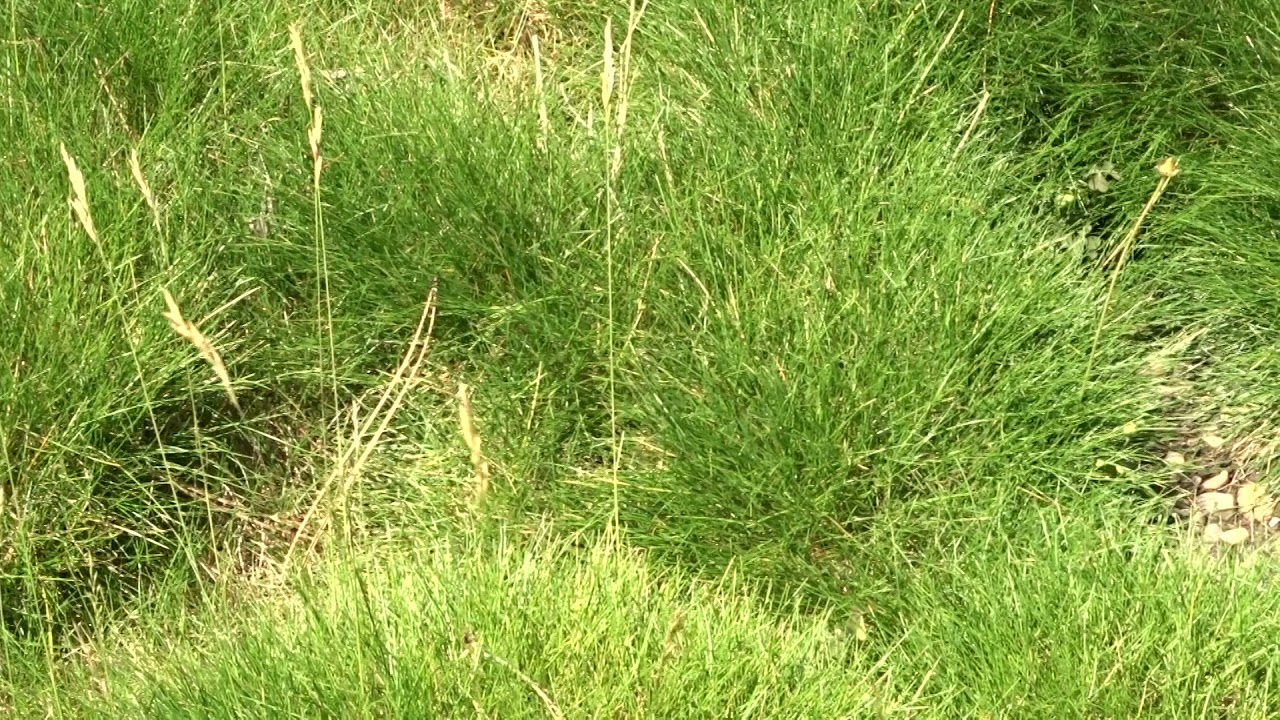 Poa litorosa &acute;Pic Carlit&acute; popiska Festuca scoparia &acute;Pic Carlit&acute;