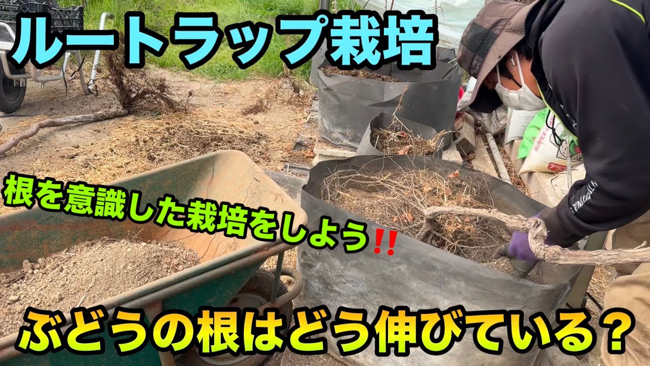 ルートラップ栽培のぶどうの根はどの様に伸びるのか？〜根を意識した栽培でより良いぶどう作りを目指す！〜2025-04-12