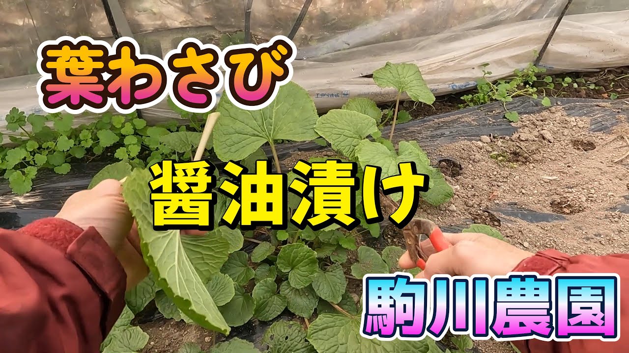 簡単葉わさびの醤油漬け　駒川農園　26.2.2