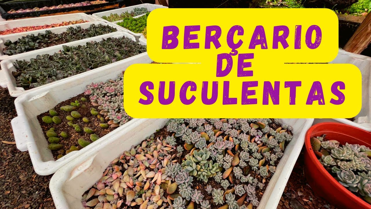 Como fazer BERÇARIO de suculentas? (DICAS INICIANTES)