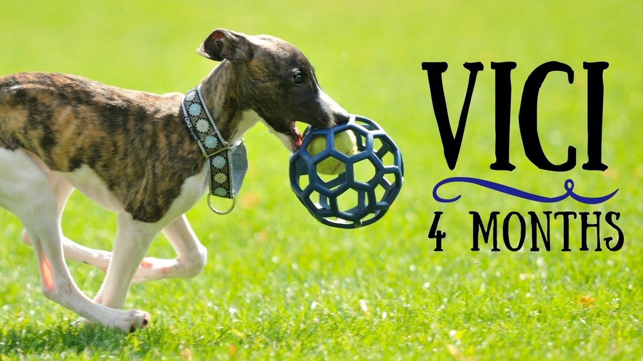 Vici - 4 months Whippet puppy! Tricks & fun :)