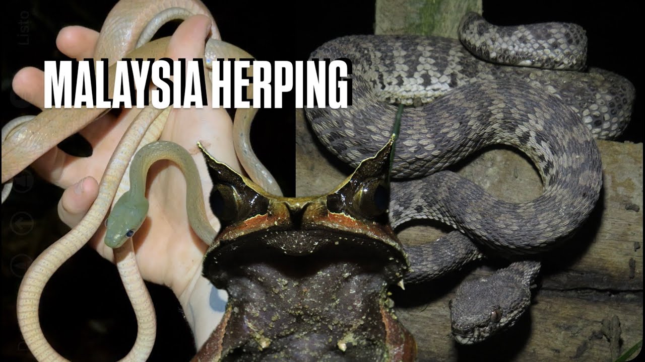 Rana con CUERNOS y serpientes venenosas en los manglares de Malasia