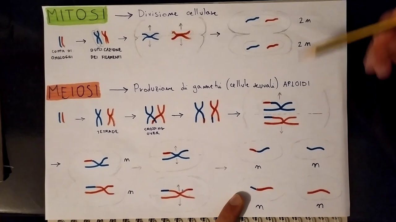 MITOSI E MEIOSI principali differenze (spiegazione rapida)