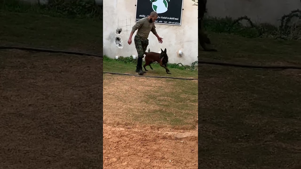 كلب🐶 مالينو تم تدريب من صفر حثت تنفيد الأوامر والهجوم والحراسة