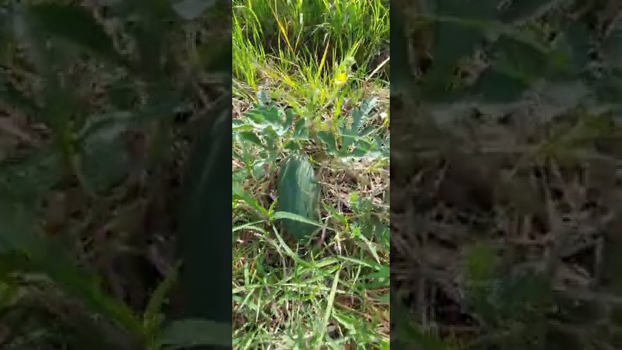 Watermelon, Squash and Mungbean Farm Update