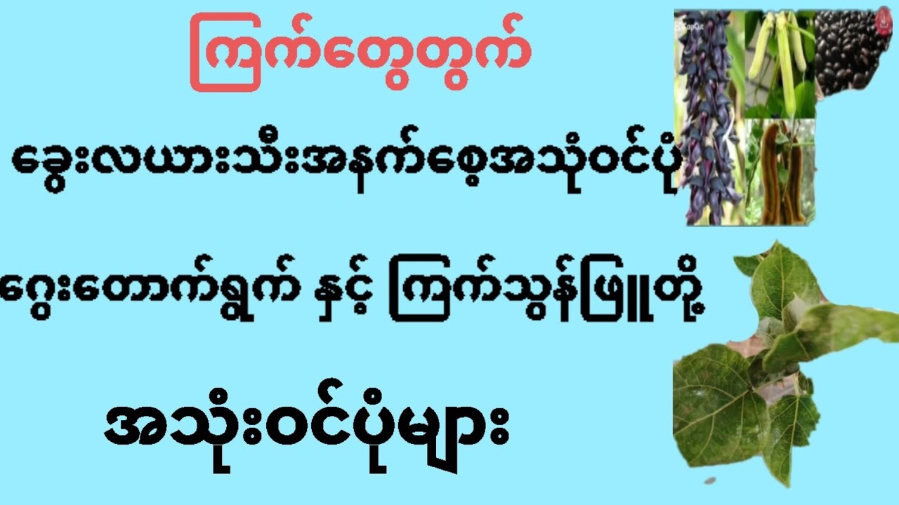 @ကြက်တွေတွက်အင်မတန်အသုံးဝင်တဲ့ ခွေးလီးယာသီးအနက်စေ့နှင့်ဂွေတောက်ရွက်၊ကြက်သွန်ဖြူတို့ရဲ့အကြောင်းတစေ့တ