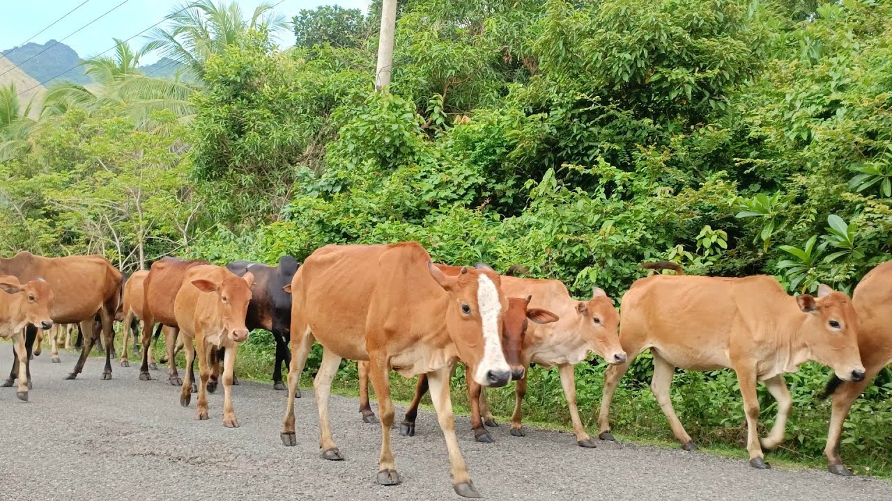Sapi Mboo jinak, Kumpulan Sapi Lembu Jinak Lucu Pulang Dari Pegunungan Menuju Kandang