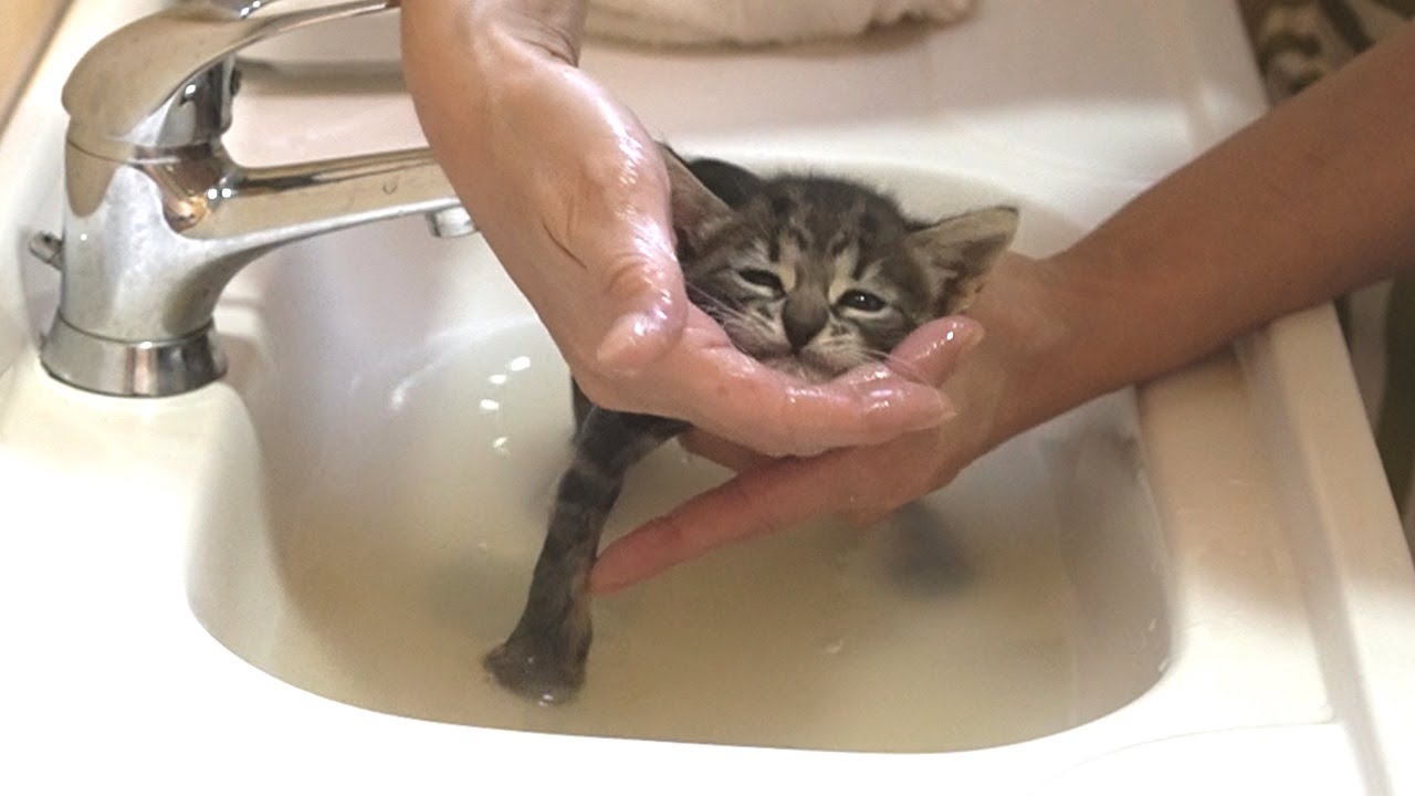 Первое купание и кормление спасенного с улицы котенка - Мы приняли нового котенка.