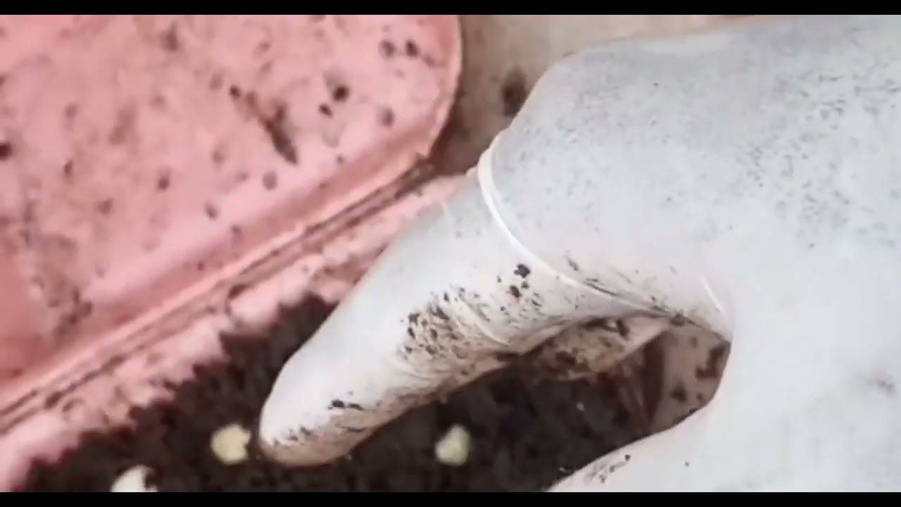 Comment se fait l'incubation des Œufs d'escargots ( une des méthodes d'incubation )