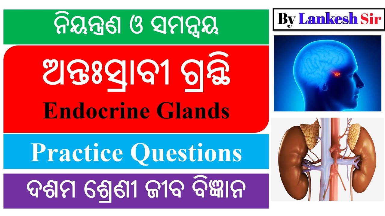 ଅନ୍ତଃସ୍ରାବୀ ଗ୍ରନ୍ଥି ନିୟନ୍ତ୍ରଣ ଓ ସମନ୍ଵୟ ଦଶମ ଶ୍ରେଣୀ ଜୀବ ବିଜ୍ଞାନ || Endocrine glands Class 10 Science ‎