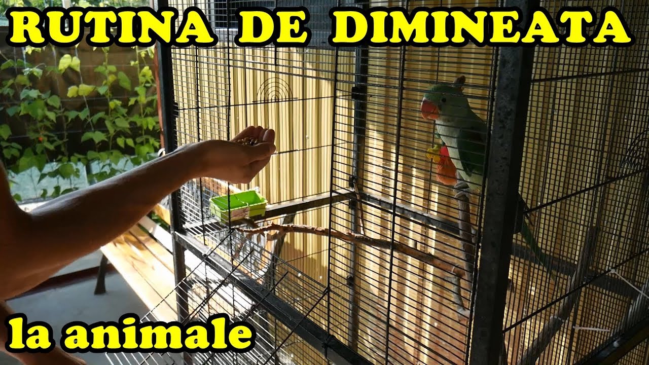 RUTINA MEA DE DIMINEAȚĂ