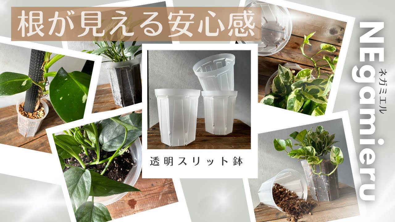 《最先端》【日本初画期的な新商品】根っこが見える透明スリット鉢(NEgamieruネガミエル）