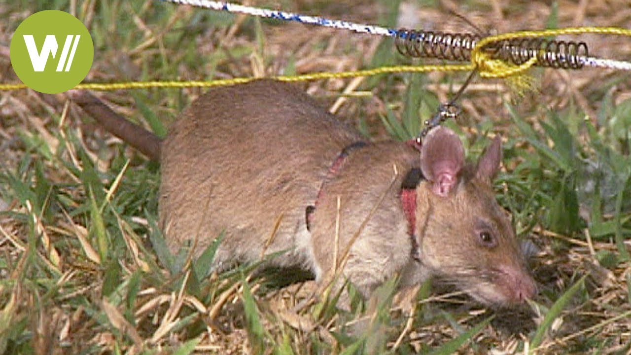 Tansania: Ratten werden Lebensretter