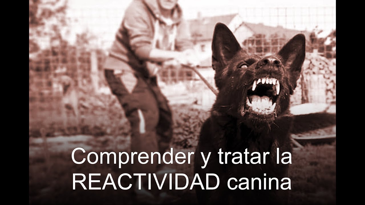 Comprender y tratar la reactividad en perros