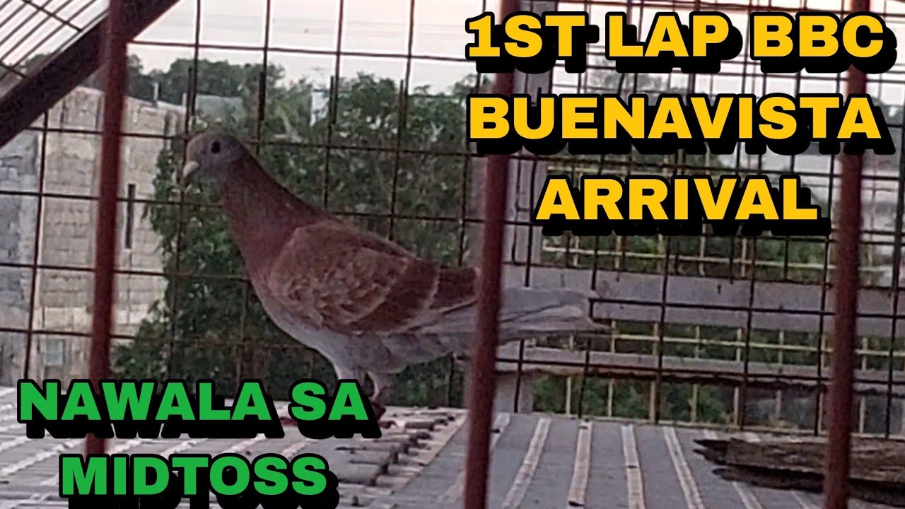 PIGEON ARRIVAL 1ST LAP DERBY BBC CAVITE, MAY UMUWE PA GALING NORTE!