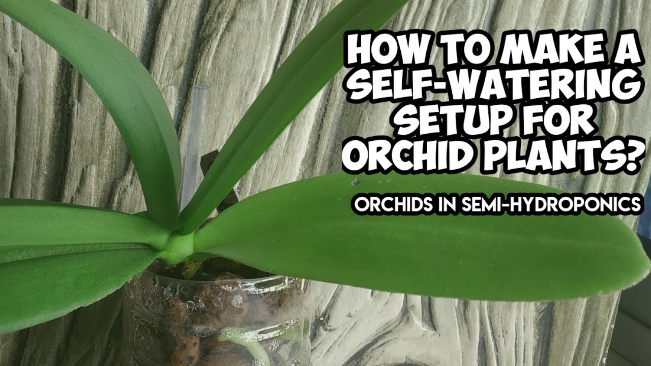 How To Make A Self Watering Setup For Orchid Plants?| Orchid Plant Semi-Hydroponics | Whimsy Crafter
