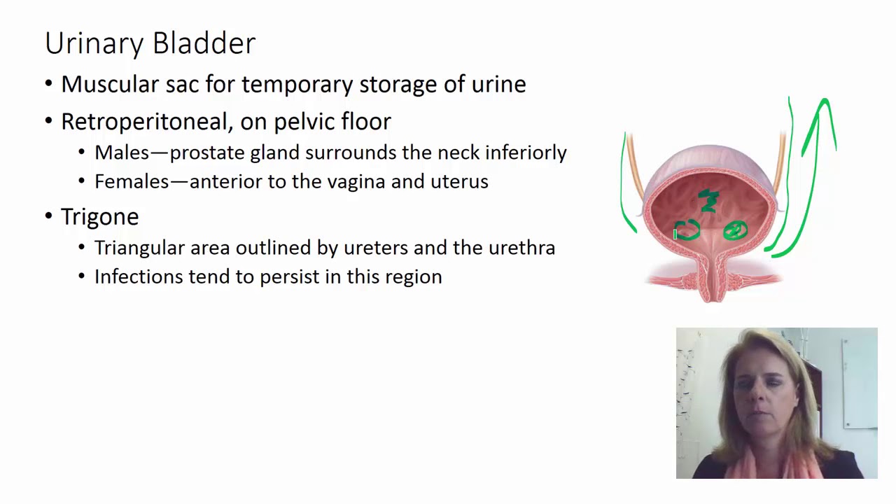 Urine and urination