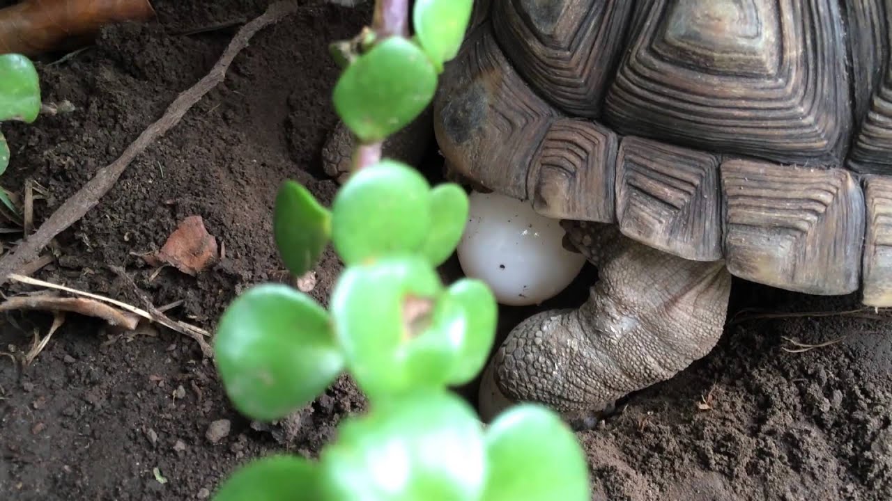 Puesta de huevos // Incubación artificial // Tortuga Terrestre Geochelone Chilensis