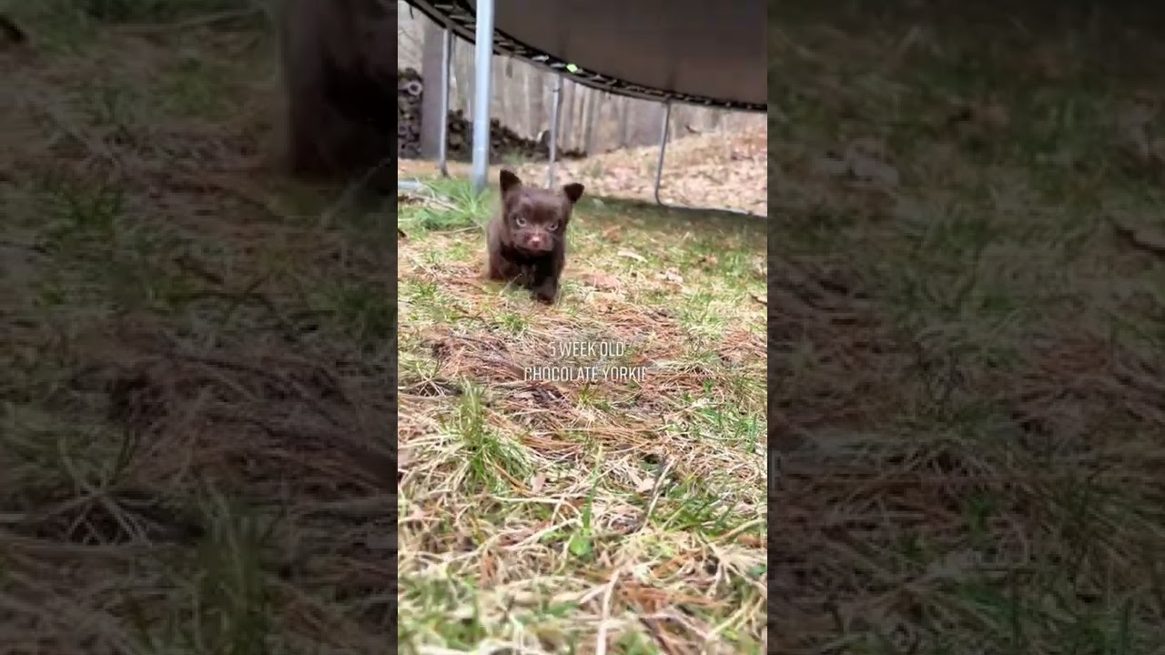 Chocolate yorkie puppy