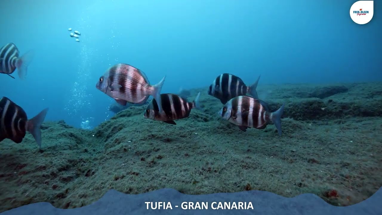 Tufia, Gran Canaria - Gu&iacute;a Submarina de Fred. Olsen Express