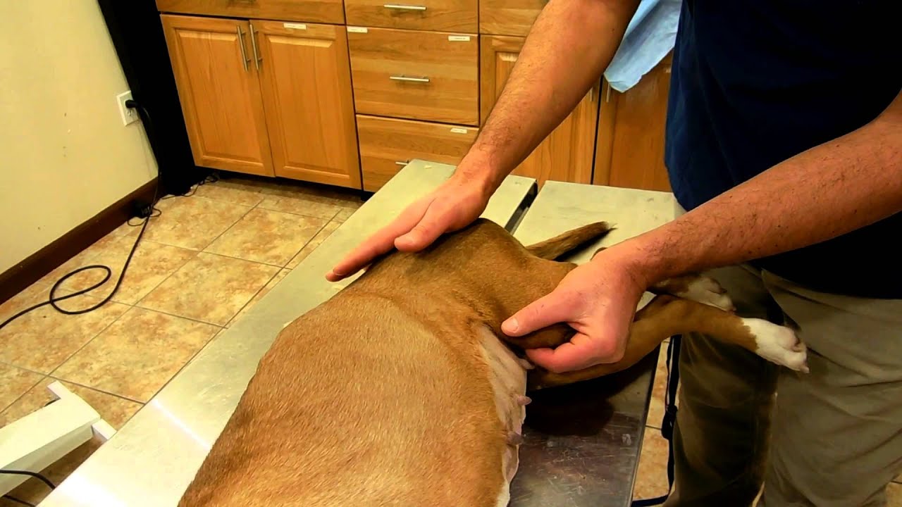Orthopedic examination (Hip evaluation)