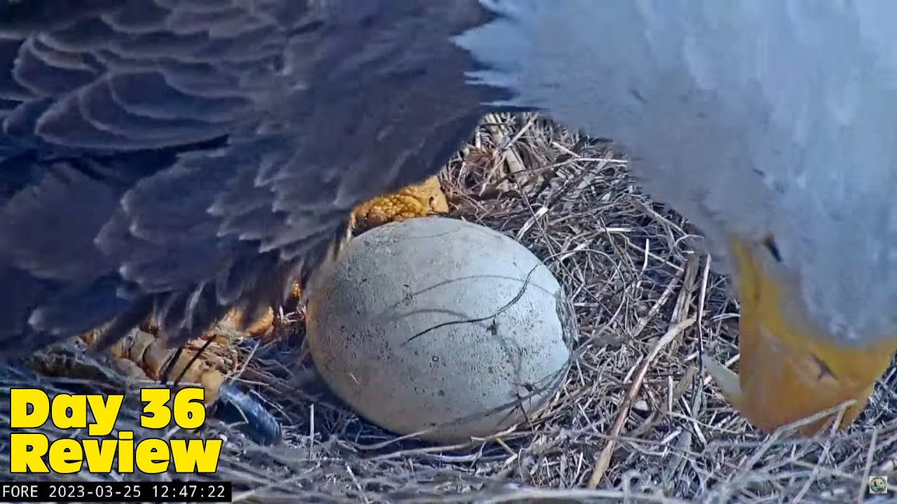 Day 36 Hatch Watch Review 🥚🔍