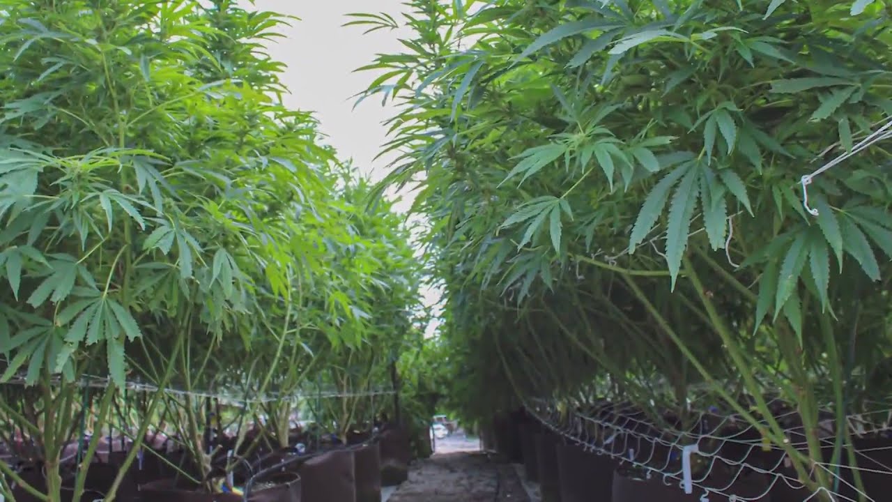 Missouri sees more than 140 medical cannabis dispensaries open in under a year