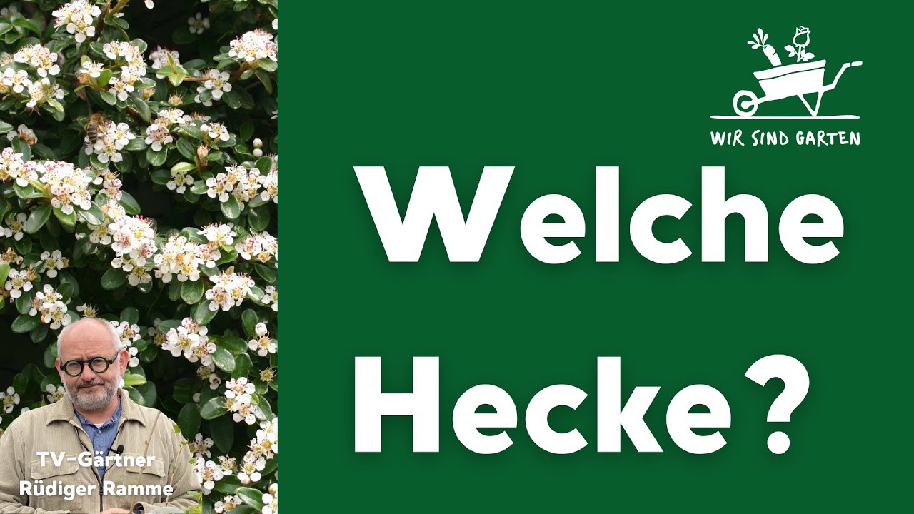 Heckenpflanzen - welche ist die richtige Hecke für den eigenen Garten?
