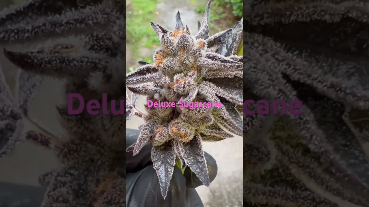 Deluxe Sugarcane Strain. grown by. Candyman Garden&rsquo;s  and bred by in house genetics