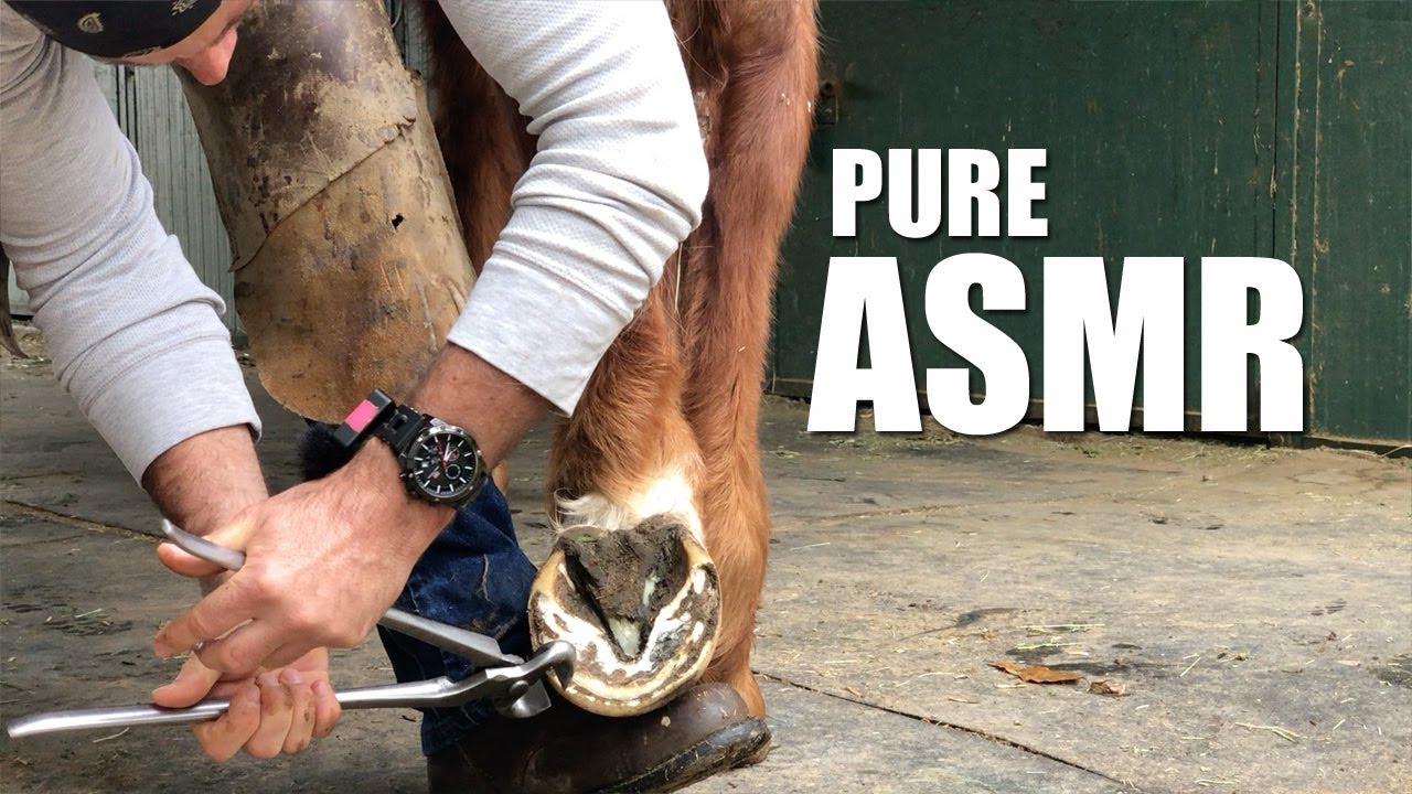PURE Horse Hoof ASMR