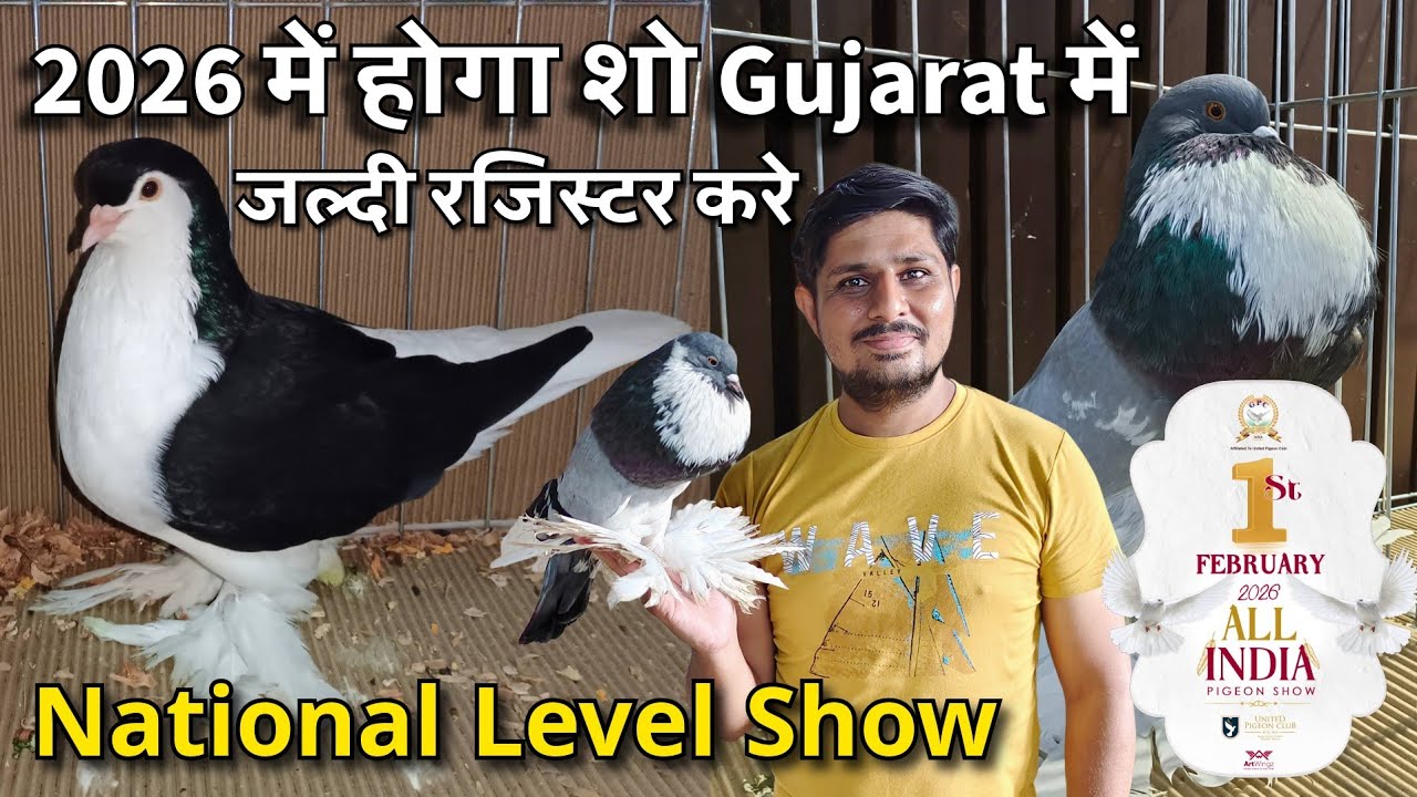 National level Fancy Pigeons Show Now in Gujarat | Register Now India ! | Gujarat Pigeon Club