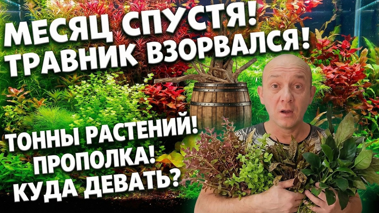 ТРАВНИК ВЗОРВАЛСЯ через МЕСЯЦ! Куда девать ТОННЫ растений?