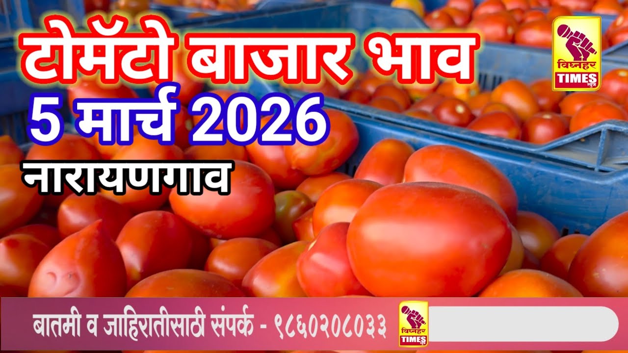 नारायणगाव टोमॅटो मार्केट दिनांक 5 मार्च 2026 रोजी पहा काय मिळाला बाजारभाव?