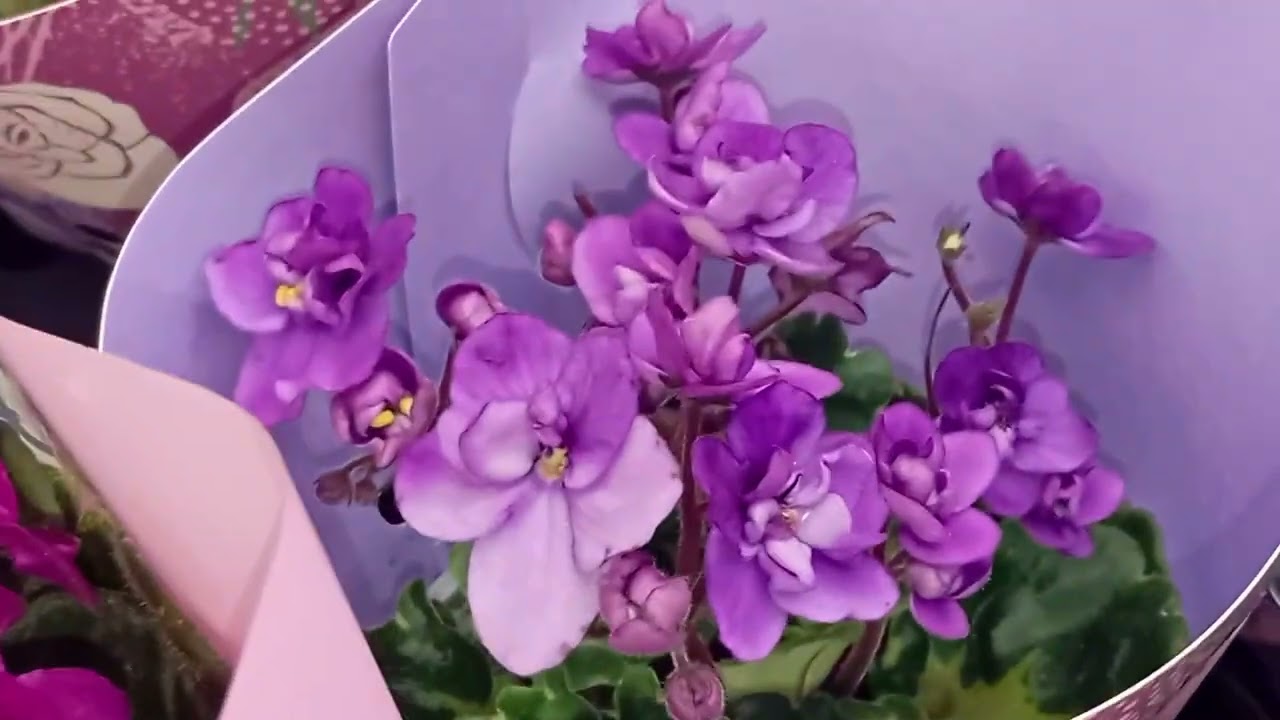 Рідкісні Орхідеі в Садовому центрі на Таірова в Одесі! Ч - 3!❤️🔥🇺🇦#orchid #орхідея #flowers #