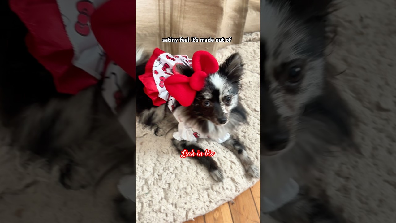 Hello Kitty Classic Pet Party Dress Dog Costume