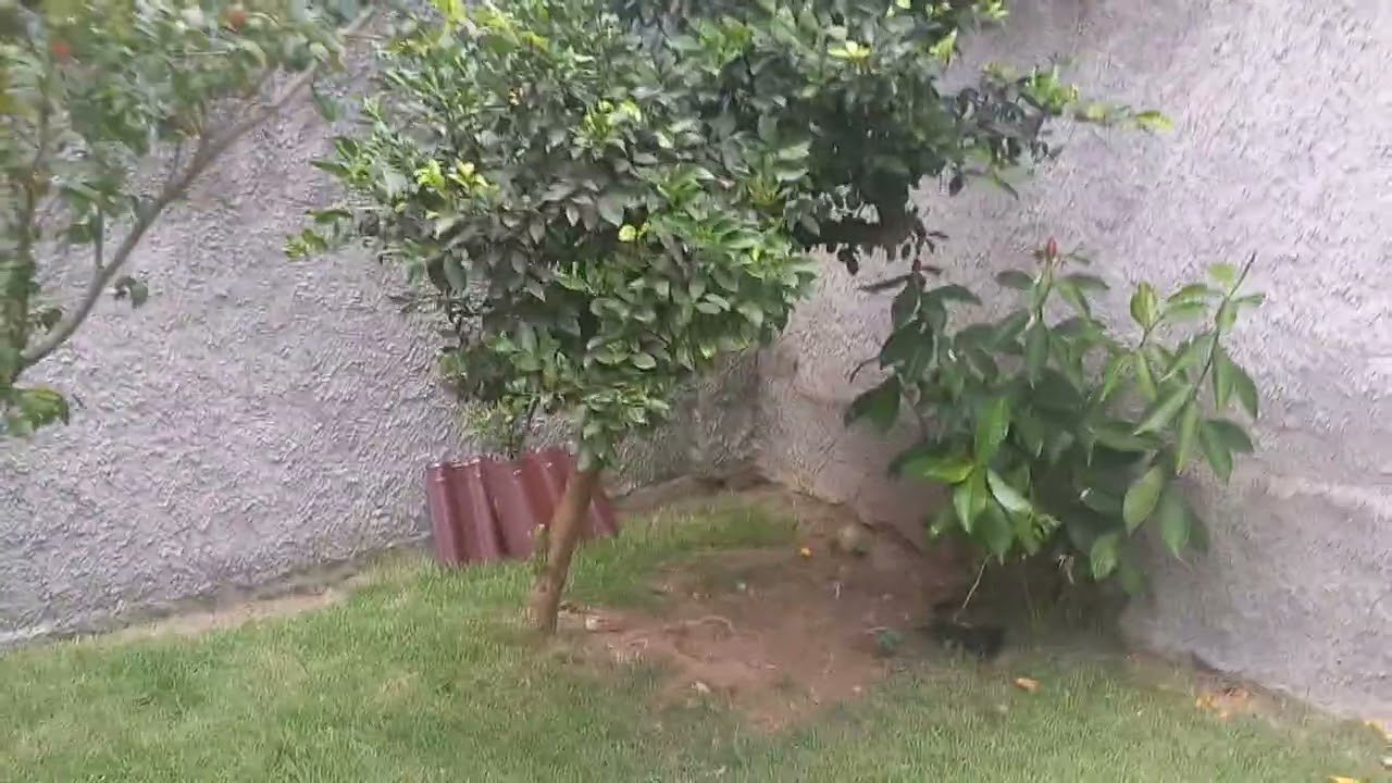 Meu quintal minha liberdade @