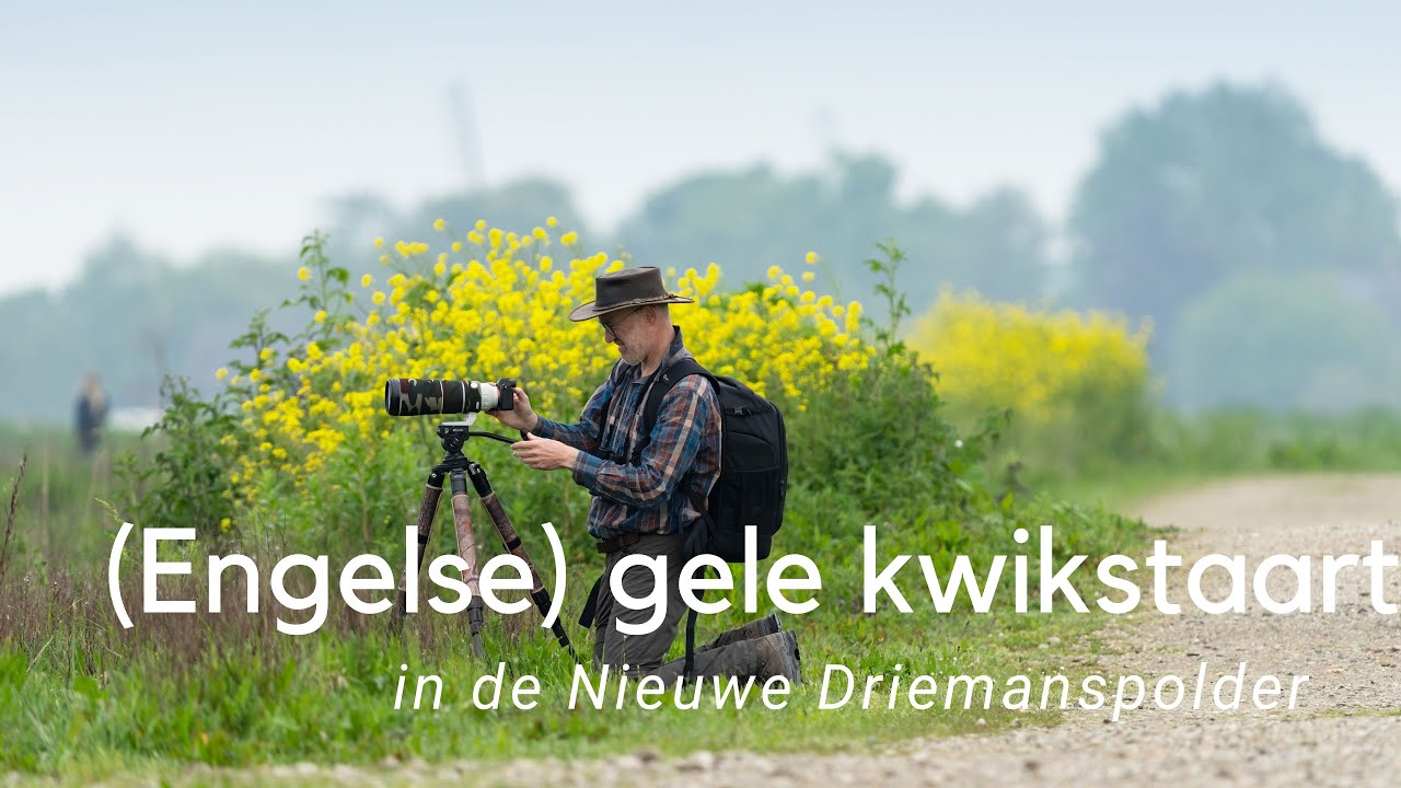 (Engelse) gele kwikstaart in de Nieuwe Driemanspolder #870