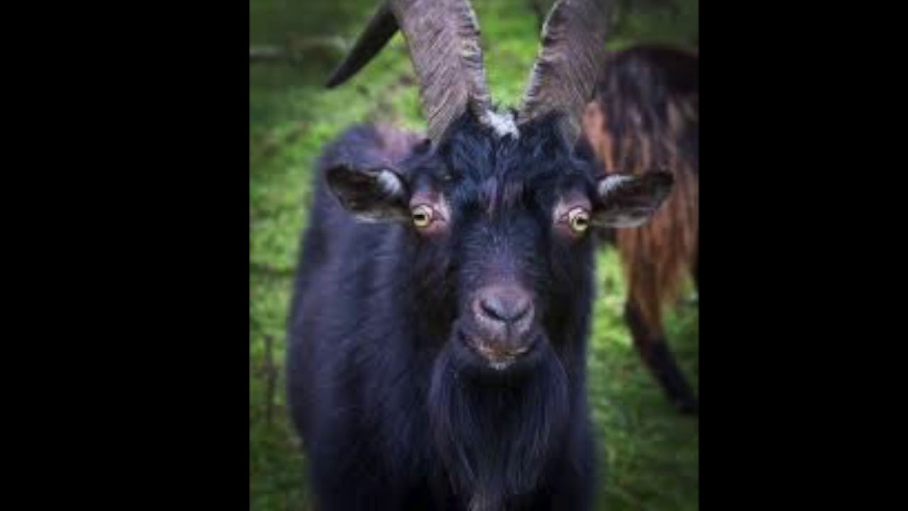Internal Damnation Of The Blackened Goat By: Tim Gage