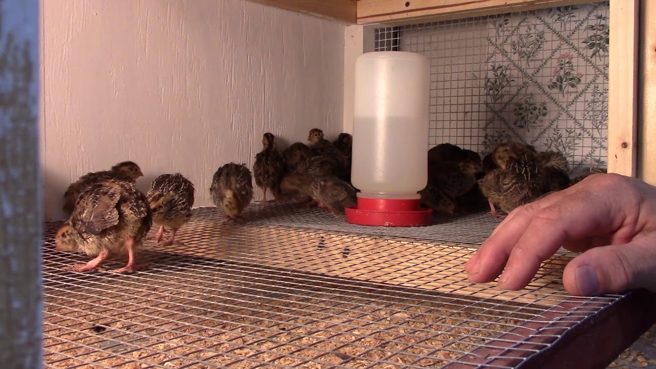 Coturnix quail - chicks move to the grow out pen!