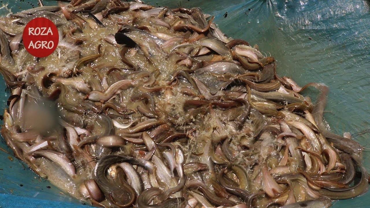 শিং মাছ চাষ করে শাহ আলমের ১৬ লক্ষ টাকা আয়, Scorpion Fish Farming